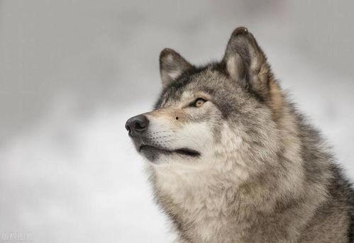 狼欲在线观看,激情燃烧的野性之旅 第3张 狼欲在线观看,激情燃烧的野性之旅 第3张