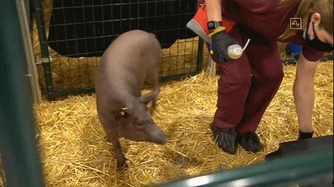 活割牛蛋视频在线观看,揭秘农场真实养殖过程