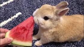 小兔吃瓜视频在线观看免费,欢乐无限,免费观看,畅享夏日 第2张 小兔吃瓜视频在线观看免费,欢乐无限,免费观看,畅享夏日 第2张